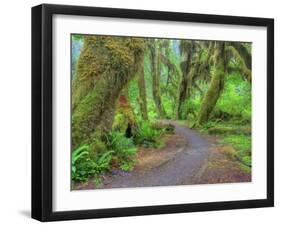 Hall of Mosses, Hoh Rain Forest, Olympic National Park, Washington, USA-Jamie & Judy Wild-Framed Photographic Print