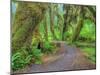 Hall of Mosses, Hoh Rain Forest, Olympic National Park, Washington, USA-Jamie & Judy Wild-Mounted Photographic Print