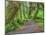 Hall of Mosses, Hoh Rain Forest, Olympic National Park, Washington, USA-Jamie & Judy Wild-Mounted Photographic Print