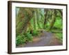 Hall of Mosses, Hoh Rain Forest, Olympic National Park, Washington, USA-Jamie & Judy Wild-Framed Photographic Print