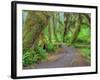 Hall of Mosses, Hoh Rain Forest, Olympic National Park, Washington, USA-Jamie & Judy Wild-Framed Photographic Print