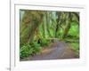 Hall of Mosses, Hoh Rain Forest, Olympic National Park, Washington, USA-Jamie & Judy Wild-Framed Photographic Print