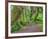 Hall of Mosses, Hoh Rain Forest, Olympic National Park, Washington, USA-Jamie & Judy Wild-Framed Photographic Print