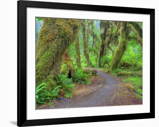 Hall of Mosses, Hoh Rain Forest, Olympic National Park, Washington, USA-Jamie & Judy Wild-Framed Photographic Print