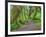 Hall of Mosses, Hoh Rain Forest, Olympic National Park, Washington, USA-Jamie & Judy Wild-Framed Photographic Print