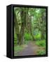 Hall of Mosses, Hoh Rain Forest, Olympic National Park, Washington, USA-Jamie & Judy Wild-Framed Stretched Canvas