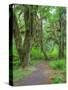 Hall of Mosses, Hoh Rain Forest, Olympic National Park, Washington, USA-Jamie & Judy Wild-Stretched Canvas