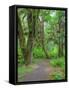 Hall of Mosses, Hoh Rain Forest, Olympic National Park, Washington, USA-Jamie & Judy Wild-Framed Stretched Canvas