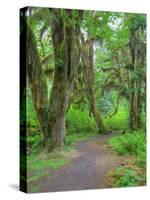 Hall of Mosses, Hoh Rain Forest, Olympic National Park, Washington, USA-Jamie & Judy Wild-Stretched Canvas