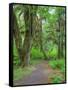 Hall of Mosses, Hoh Rain Forest, Olympic National Park, Washington, USA-Jamie & Judy Wild-Framed Stretched Canvas