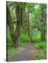 Hall of Mosses, Hoh Rain Forest, Olympic National Park, Washington, USA-Jamie & Judy Wild-Stretched Canvas