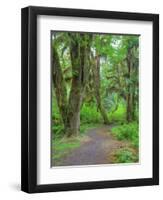 Hall of Mosses, Hoh Rain Forest, Olympic National Park, Washington, USA-Jamie & Judy Wild-Framed Photographic Print