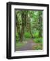 Hall of Mosses, Hoh Rain Forest, Olympic National Park, Washington, USA-Jamie & Judy Wild-Framed Photographic Print