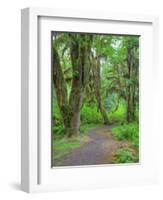 Hall of Mosses, Hoh Rain Forest, Olympic National Park, Washington, USA-Jamie & Judy Wild-Framed Photographic Print