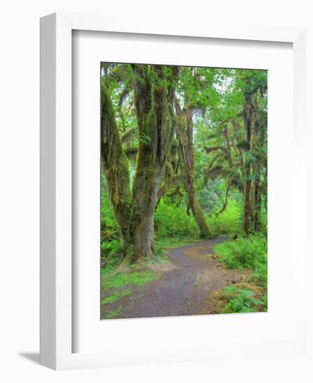 Hall of Mosses, Hoh Rain Forest, Olympic National Park, Washington, USA-Jamie & Judy Wild-Framed Photographic Print