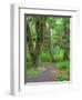 Hall of Mosses, Hoh Rain Forest, Olympic National Park, Washington, USA-Jamie & Judy Wild-Framed Photographic Print