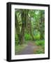 Hall of Mosses, Hoh Rain Forest, Olympic National Park, Washington, USA-Jamie & Judy Wild-Framed Photographic Print