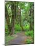 Hall of Mosses, Hoh Rain Forest, Olympic National Park, Washington, USA-Jamie & Judy Wild-Mounted Photographic Print