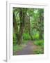 Hall of Mosses, Hoh Rain Forest, Olympic National Park, Washington, USA-Jamie & Judy Wild-Framed Photographic Print