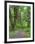 Hall of Mosses, Hoh Rain Forest, Olympic National Park, Washington, USA-Jamie & Judy Wild-Framed Photographic Print