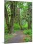 Hall of Mosses, Hoh Rain Forest, Olympic National Park, Washington, USA-Jamie & Judy Wild-Mounted Photographic Print