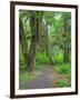 Hall of Mosses, Hoh Rain Forest, Olympic National Park, Washington, USA-Jamie & Judy Wild-Framed Photographic Print