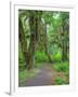 Hall of Mosses, Hoh Rain Forest, Olympic National Park, Washington, USA-Jamie & Judy Wild-Framed Photographic Print