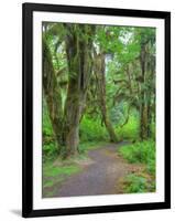 Hall of Mosses, Hoh Rain Forest, Olympic National Park, Washington, USA-Jamie & Judy Wild-Framed Photographic Print