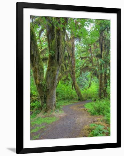 Hall of Mosses, Hoh Rain Forest, Olympic National Park, Washington, USA-Jamie & Judy Wild-Framed Photographic Print