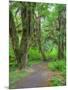 Hall of Mosses, Hoh Rain Forest, Olympic National Park, Washington, USA-Jamie & Judy Wild-Mounted Photographic Print