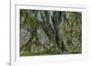 Hall of Mosses in the Hoh Rainforest of Olympic National Park, Washington State, USA-Chuck Haney-Framed Photographic Print