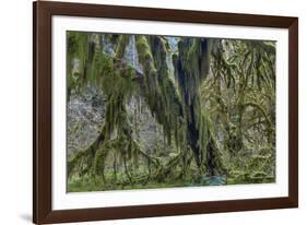 Hall of Mosses in the Hoh Rainforest of Olympic National Park, Washington State, USA-Chuck Haney-Framed Photographic Print