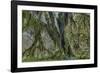 Hall of Mosses in the Hoh Rainforest of Olympic National Park, Washington State, USA-Chuck Haney-Framed Photographic Print