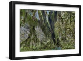 Hall of Mosses in the Hoh Rainforest of Olympic National Park, Washington State, USA-Chuck Haney-Framed Photographic Print