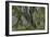 Hall of Mosses in the Hoh Rainforest of Olympic National Park, Washington State, USA-Chuck Haney-Framed Photographic Print