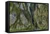 Hall of Mosses in the Hoh Rainforest of Olympic National Park, Washington State, USA-Chuck Haney-Framed Stretched Canvas
