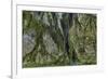 Hall of Mosses in the Hoh Rainforest of Olympic National Park, Washington State, USA-Chuck Haney-Framed Photographic Print