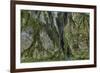 Hall of Mosses in the Hoh Rainforest of Olympic National Park, Washington State, USA-Chuck Haney-Framed Photographic Print