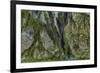 Hall of Mosses in the Hoh Rainforest of Olympic National Park, Washington State, USA-Chuck Haney-Framed Photographic Print