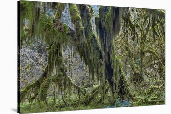 Hall of Mosses in the Hoh Rainforest of Olympic National Park, Washington State, USA-Chuck Haney-Stretched Canvas