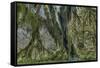 Hall of Mosses in the Hoh Rainforest of Olympic National Park, Washington State, USA-Chuck Haney-Framed Stretched Canvas