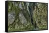 Hall of Mosses in the Hoh Rainforest of Olympic National Park, Washington State, USA-Chuck Haney-Framed Stretched Canvas