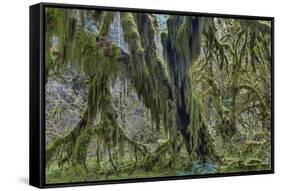 Hall of Mosses in the Hoh Rainforest of Olympic National Park, Washington State, USA-Chuck Haney-Framed Stretched Canvas