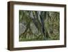 Hall of Mosses in the Hoh Rainforest of Olympic National Park, Washington State, USA-Chuck Haney-Framed Photographic Print