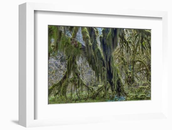 Hall of Mosses in the Hoh Rainforest of Olympic National Park, Washington State, USA-Chuck Haney-Framed Photographic Print