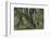 Hall of Mosses in the Hoh Rainforest of Olympic National Park, Washington State, USA-Chuck Haney-Framed Photographic Print