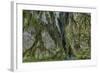 Hall of Mosses in the Hoh Rainforest of Olympic National Park, Washington State, USA-Chuck Haney-Framed Photographic Print