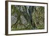 Hall of Mosses in the Hoh Rainforest of Olympic National Park, Washington State, USA-Chuck Haney-Framed Photographic Print