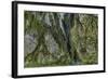 Hall of Mosses in the Hoh Rainforest of Olympic National Park, Washington State, USA-Chuck Haney-Framed Photographic Print