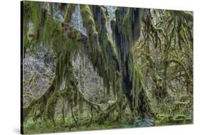Hall of Mosses in the Hoh Rainforest of Olympic National Park, Washington State, USA-Chuck Haney-Stretched Canvas
